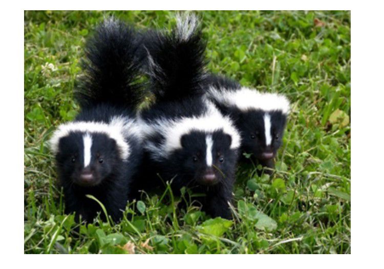 Skunk babies